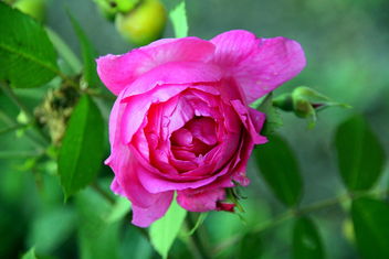 The last rosebud. - Kostenloses image #464173