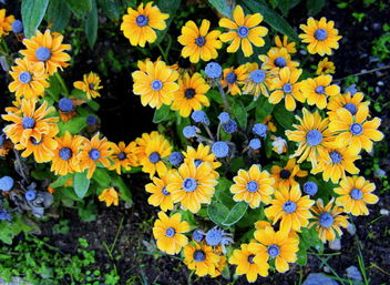 Yellow flowers and blue buttons. - image #464263 gratis