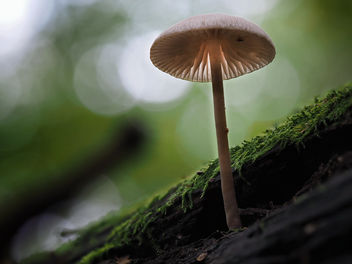 Mushroom - Kostenloses image #464563