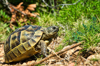 Tortoise - image gratuit #464593 