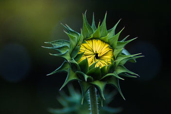 Sunflower bud - Free image #464673