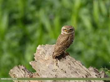 Spotted Owlet (Athene brama) - Free image #464703