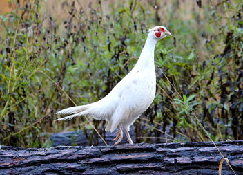 The wild white pheasant - image #464763 gratis