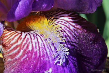 bearded iris - image gratuit #465053 