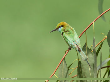 Green Bee-eater (Merops orientalis) - бесплатный image #465143