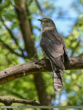 Common Hawk-cuckoo (Hierococcyx varius) - Free image #465153