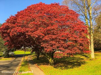 The red tree, Ambleside, Lake District - Free image #465433