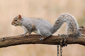 Squirrel - Kostenloses image #465733