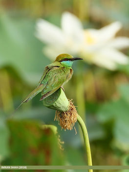 Green Bee-eater (Merops orientalis) - image #465823 gratis
