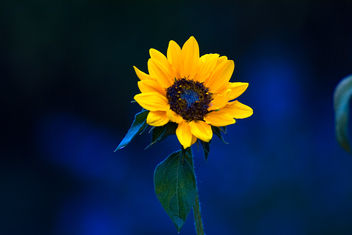 Sunflower Macro - Free image #465863