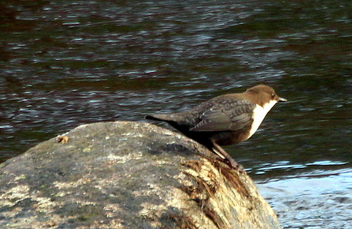The dipper on the stone - Free image #465903