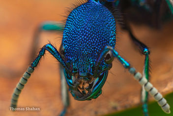 Plochionocerus sp Rove Beetle Portrait - бесплатный image #466113