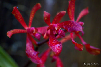 Red wild orchid by iezalel williams IMG_5420-003 - image gratuit #466393 