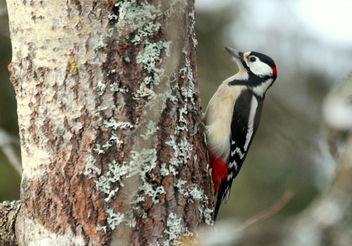 The woodpecker - Kostenloses image #466723