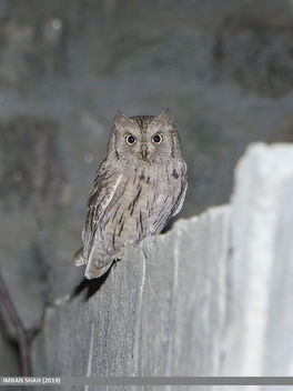 Pallid Scops-owl (Otus brucei) - image #466753 gratis