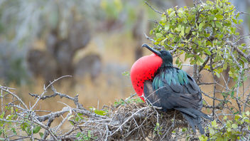 Magnificient frigatebird trying to attract a female - image #466923 gratis
