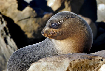 New Zealand Fur Seal. - Free image #467273