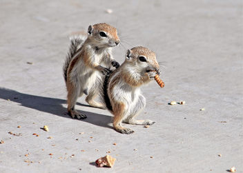 White-tailed antelope squirrels - Free image #467363