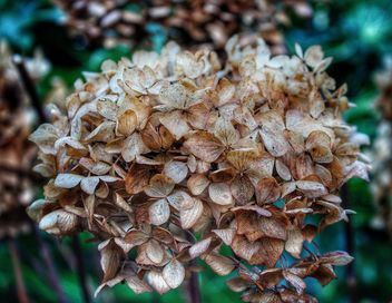 Hydrangea in Winter - бесплатный image #467383