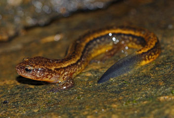 Southern Two-Lined Salamander (Eurycea cirrigera) - image gratuit #467423 