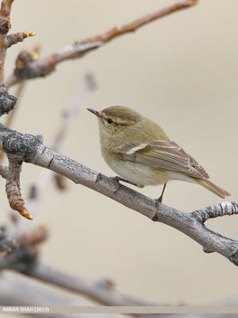 Hume's Warbler (Phylloscopus humei) - Free image #467523