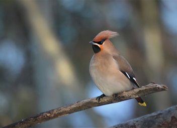 Quite brave,,,,proud waxwing. - Free image #467753