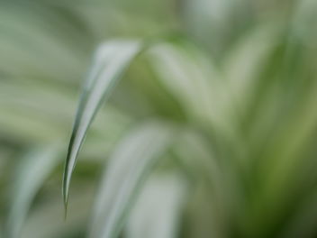 plant abstract - image gratuit #467913 