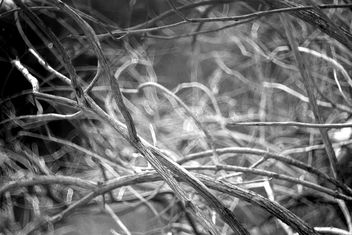 Branches - Free image #468003