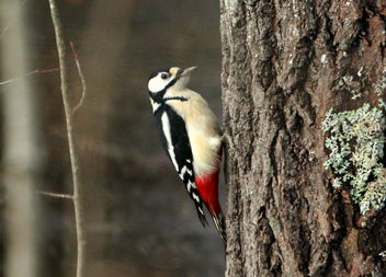 Tree and woodpecker - image #468013 gratis