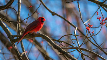 Male Cardinal Chilling Out in My Maple Tree - image #468373 gratis