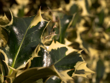Afternoon in the garden. Ilex Aquifolium - image gratuit #468383 