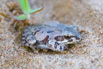 Illinois chorus frog (Pseudacris illinoensis) - бесплатный image #468543