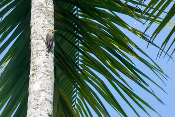Red-crowned woodpecker - image #468603 gratis