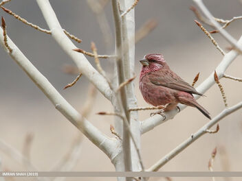 Red-Mantled Rosefinch (Carpodacus rhodochlamys) - image gratuit #468663 