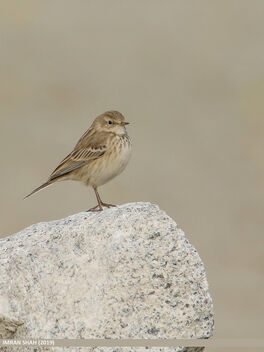Water Pipit (Anthus spinoletta) - Free image #468923