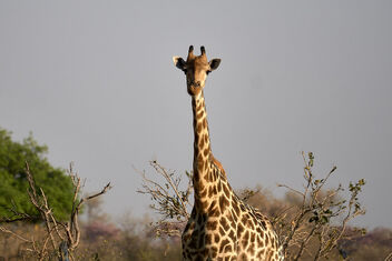 Giraffe in the Morning Light - image gratuit #469303 