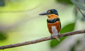 American Pygmy Kingfisher - image #469433 gratis