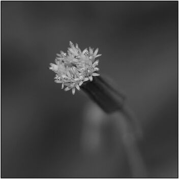 small flowers - image #469603 gratis