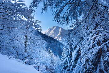 Winter Wonder Land - image #469643 gratis
