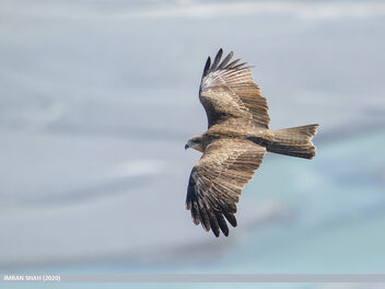 Black Kite (Milvus migrans) - image gratuit #469773 