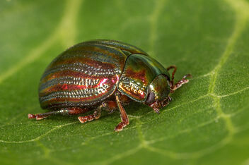 Rosemary Leaf Beetle - Free image #470193