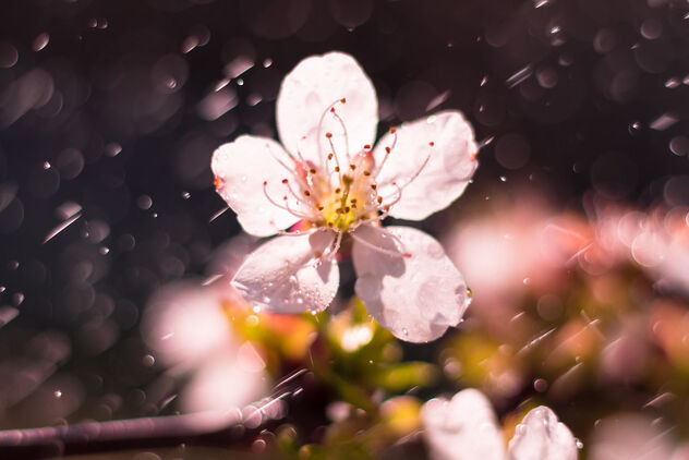 Cherry blossom in the spring rain - image #470263 gratis