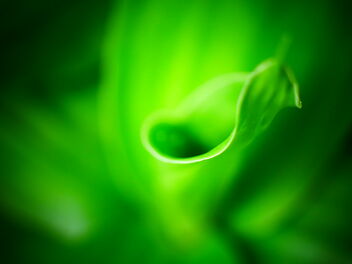 leaf abstract - image gratuit #470283 