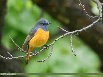 Blue-fronted Redstart (Phoenicurus frontalis) - Free image #470443