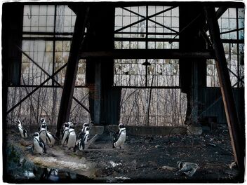 Penguins on the Run - бесплатный image #470483