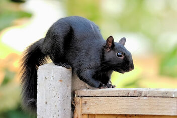 Black Squirrel - Free image #471003