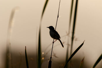 An Ashy Prinia resting on a Stalk against the sunset - image gratuit #471633 