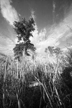 Wheat field. Best viewed large. - image gratuit #471643 