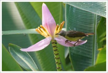 sunbird poking at the banana flowers - бесплатный image #471743