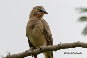 An Angry Large Grey Babbler - image gratuit #471913 